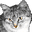 ねこ